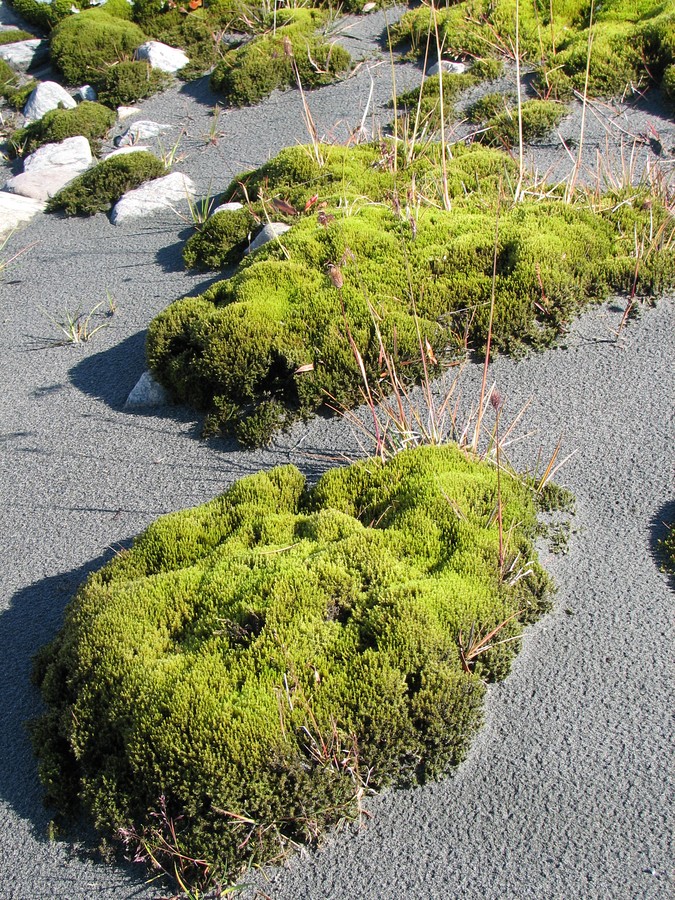 Finse, image of landscape/habitat.