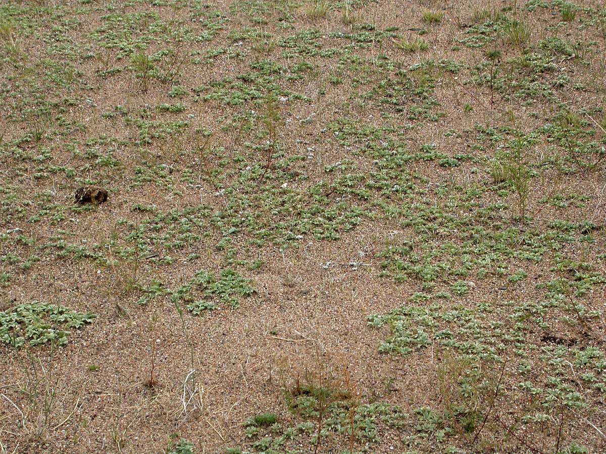 Южный берег Гусиного озера, image of landscape/habitat.