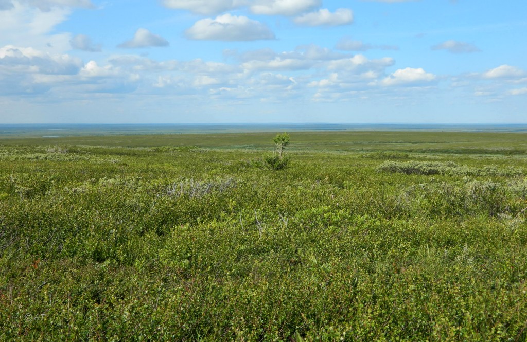 Верховье Юнъяхи, image of landscape/habitat.