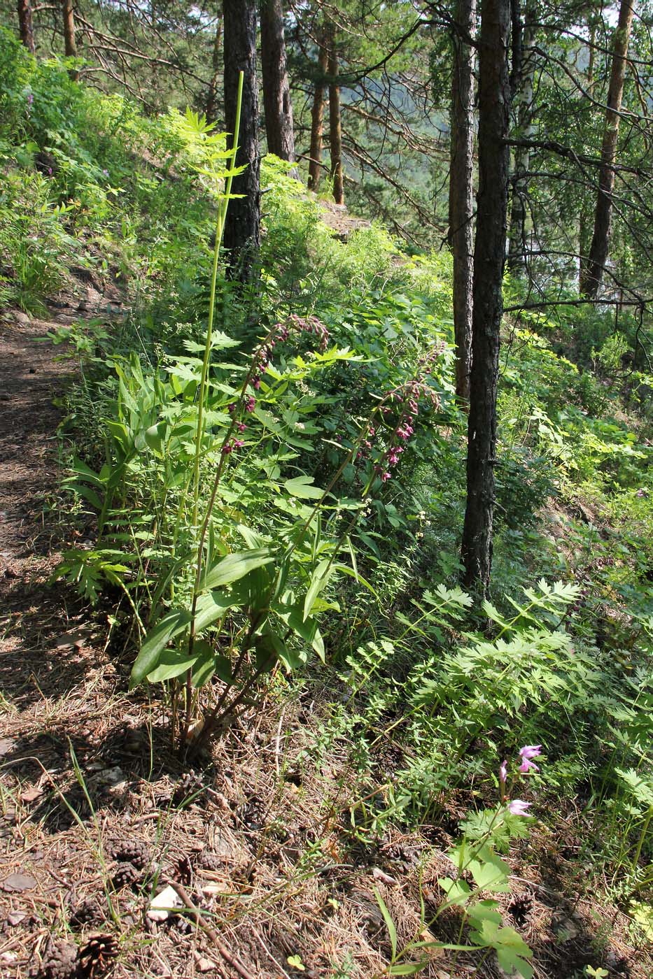 Окрестности Камня Ермак, image of landscape/habitat.