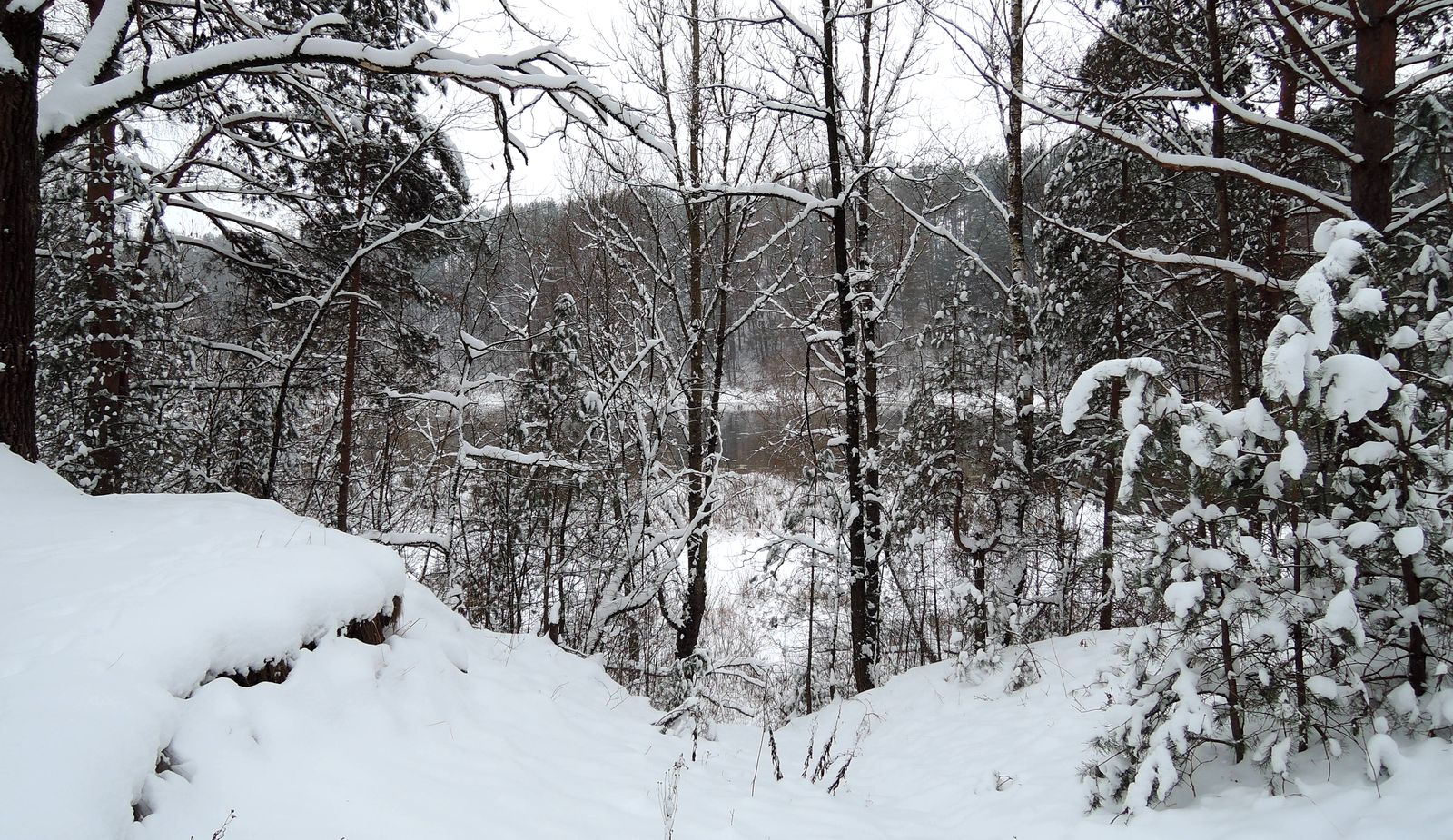 Лесопарк Пышки, image of landscape/habitat.