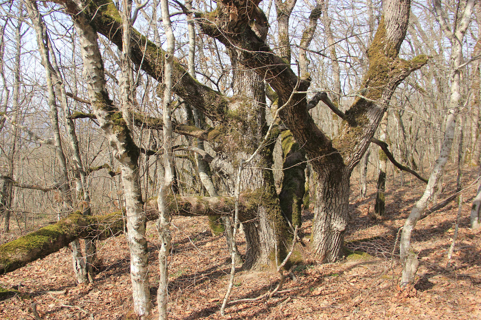 Глебовка, image of landscape/habitat.