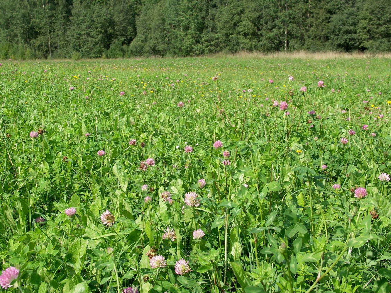 Братилово, image of landscape/habitat.
