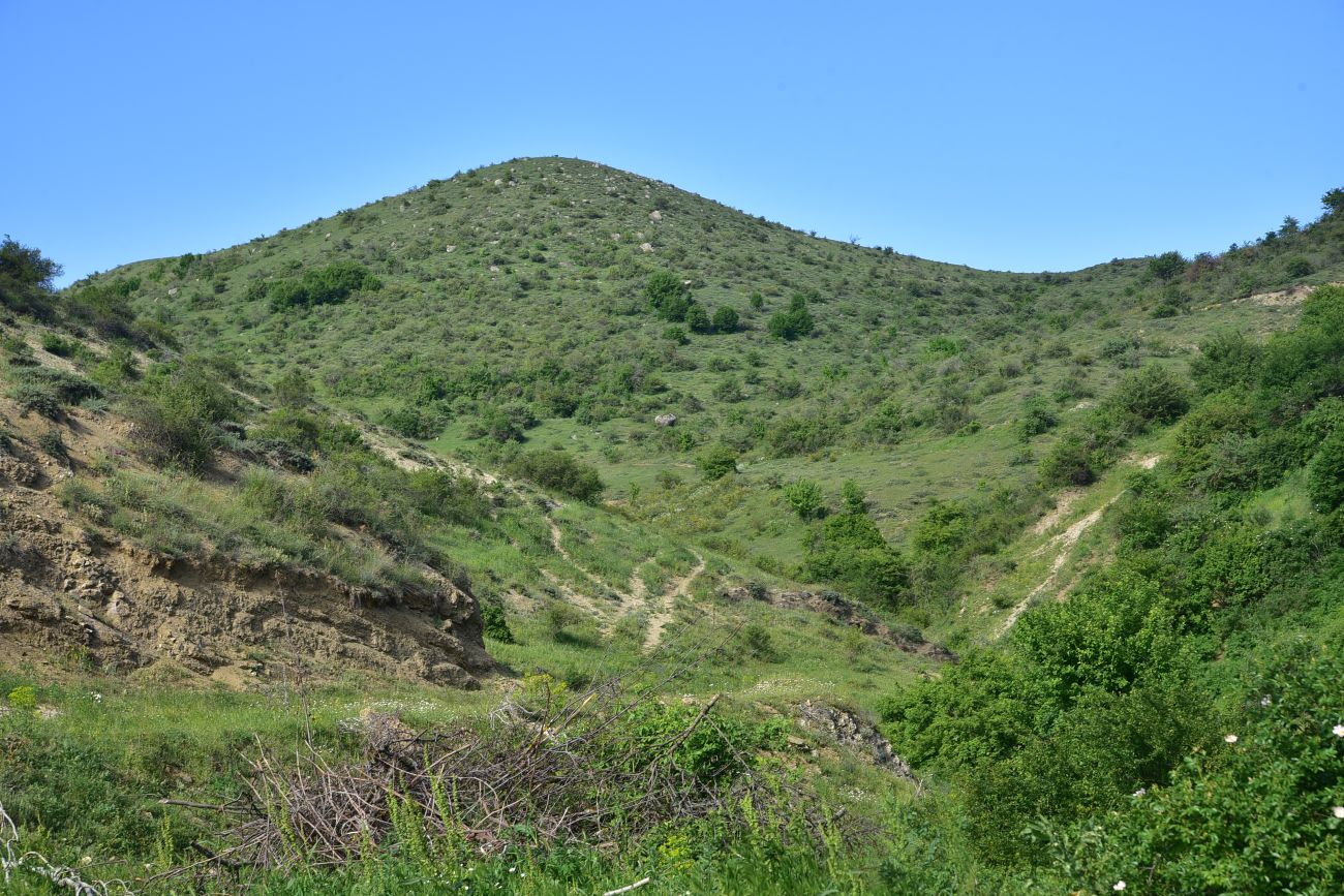 Окрестности села Гуркели, image of landscape/habitat.