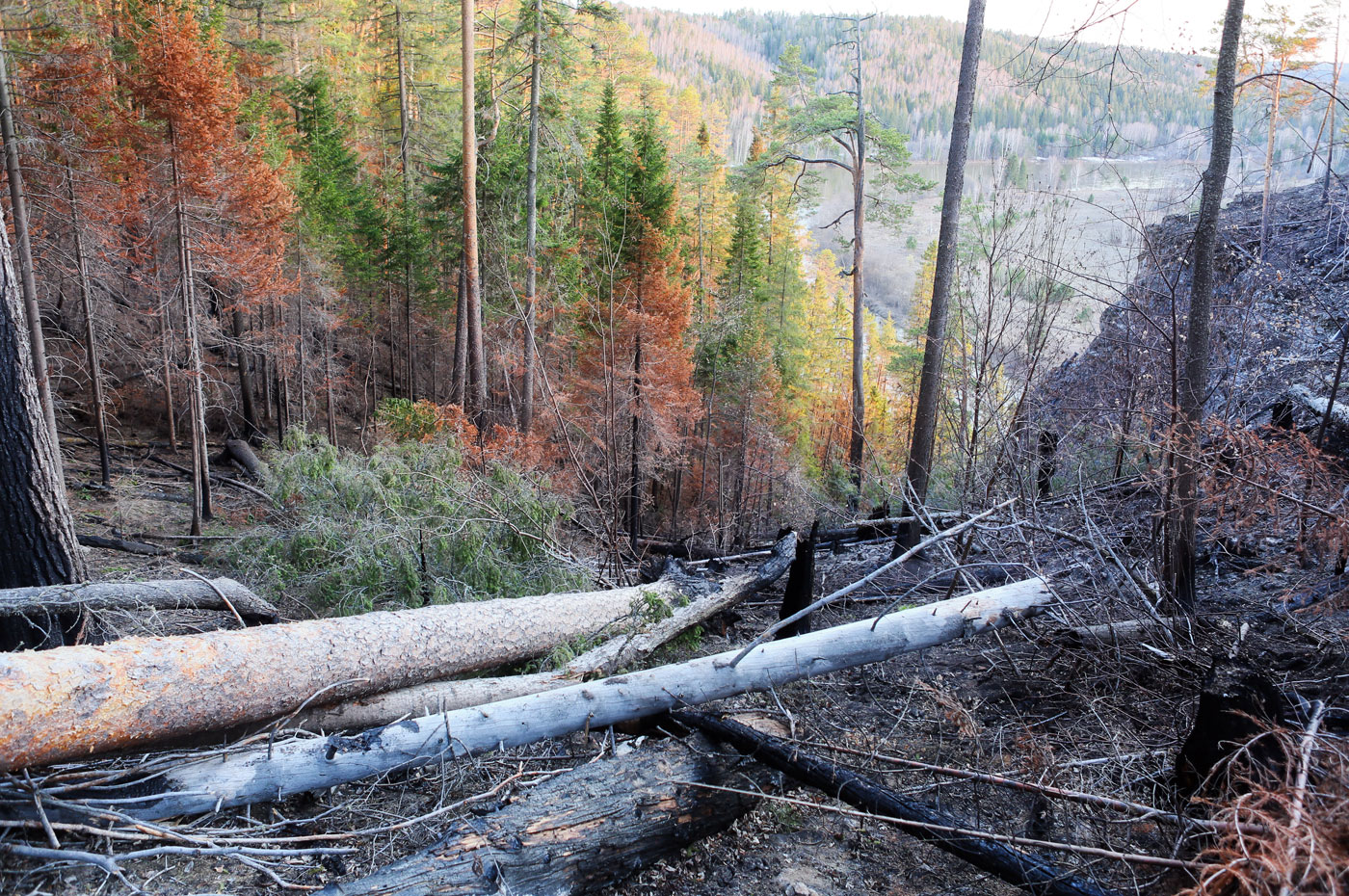 Камень Ростун и его окрестности, image of landscape/habitat.