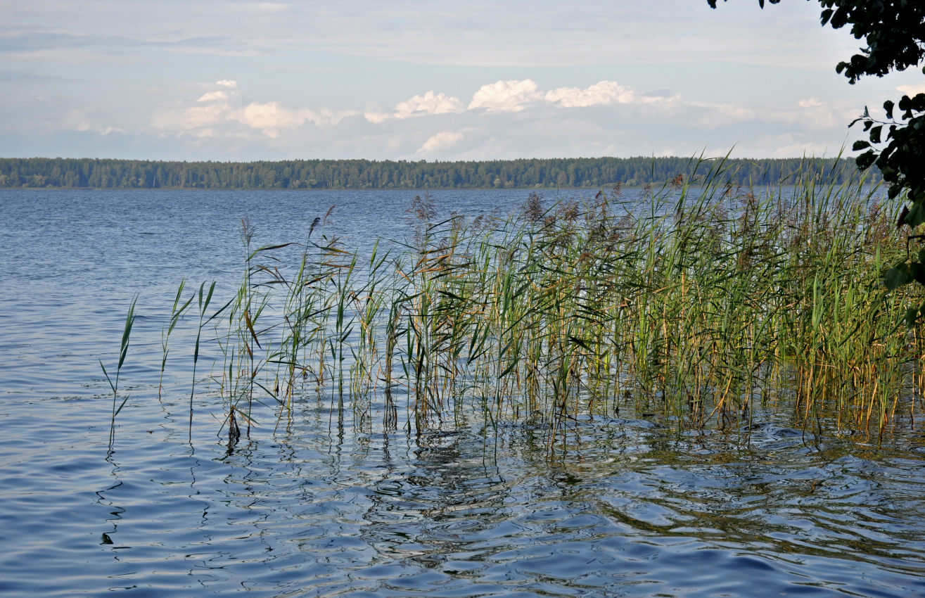 Иваньковское водохранилище, image of landscape/habitat.