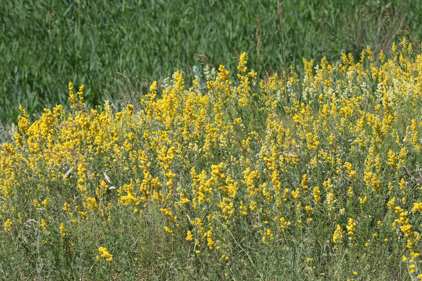 Пруд Почтовый, image of landscape/habitat.