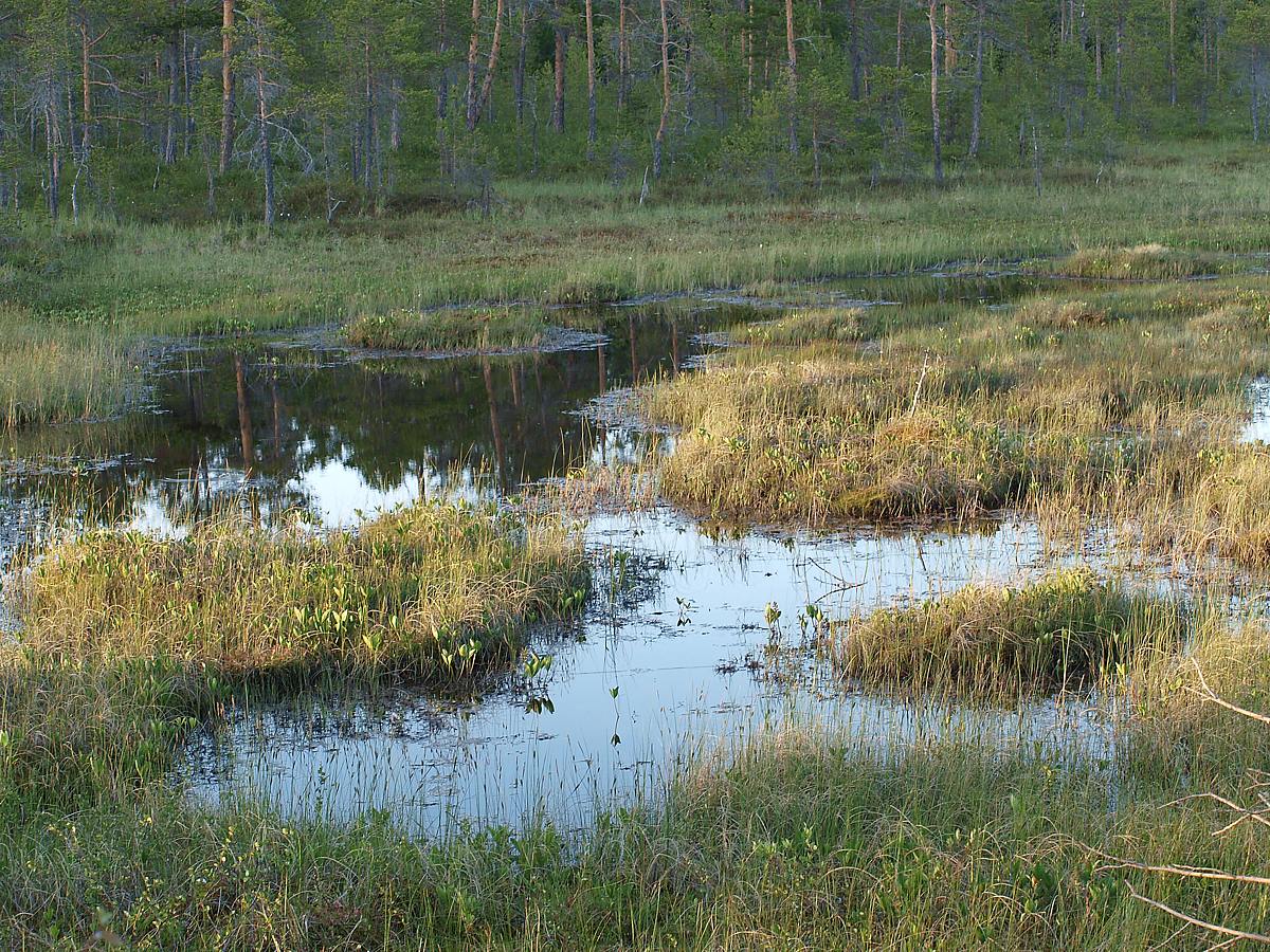 Лувеньга, image of landscape/habitat.