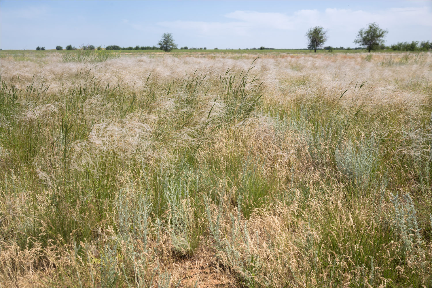 Солёное Займище, image of landscape/habitat.