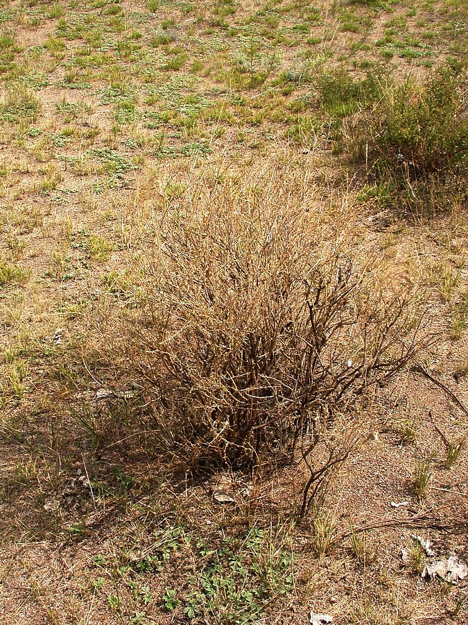 Южный берег Гусиного озера, image of landscape/habitat.