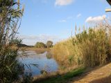 Герцлия и окрестности, image of landscape/habitat.