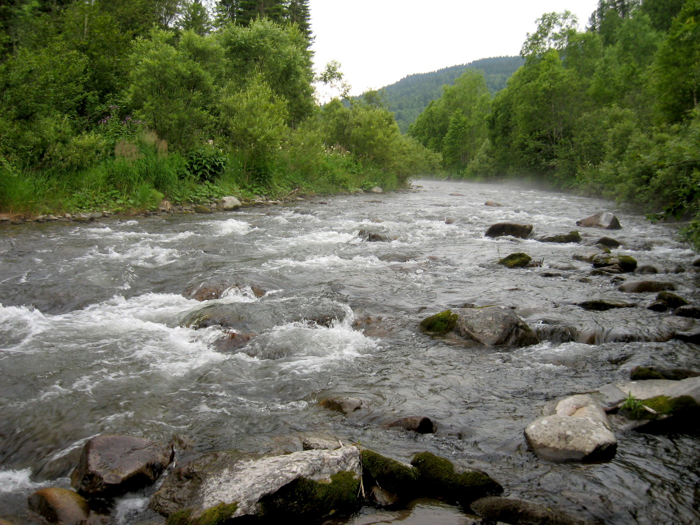 Багазюль, image of landscape/habitat.