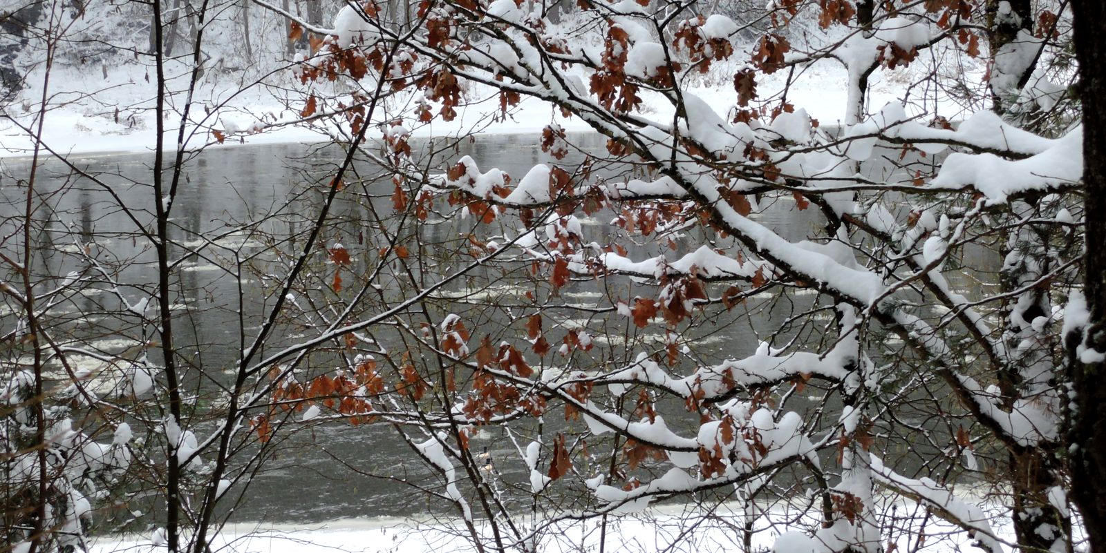 Лесопарк Пышки, image of landscape/habitat.