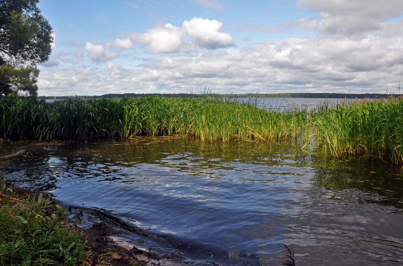 Иваньковское водохранилище, image of landscape/habitat.