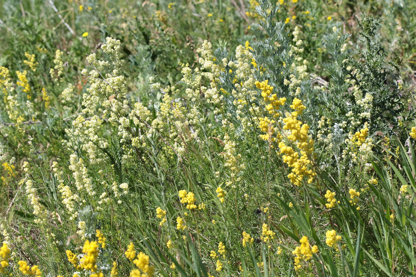 Пруд Почтовый, image of landscape/habitat.