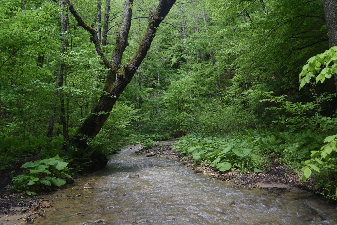 Долина реки Аминовка, image of landscape/habitat.