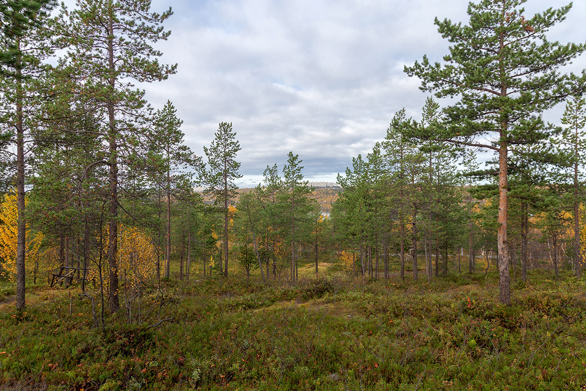 Мурманск, image of landscape/habitat.