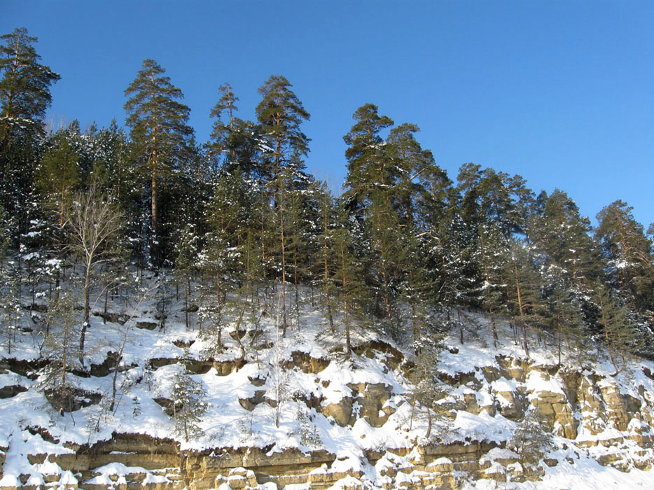 Большой бор, image of landscape/habitat.