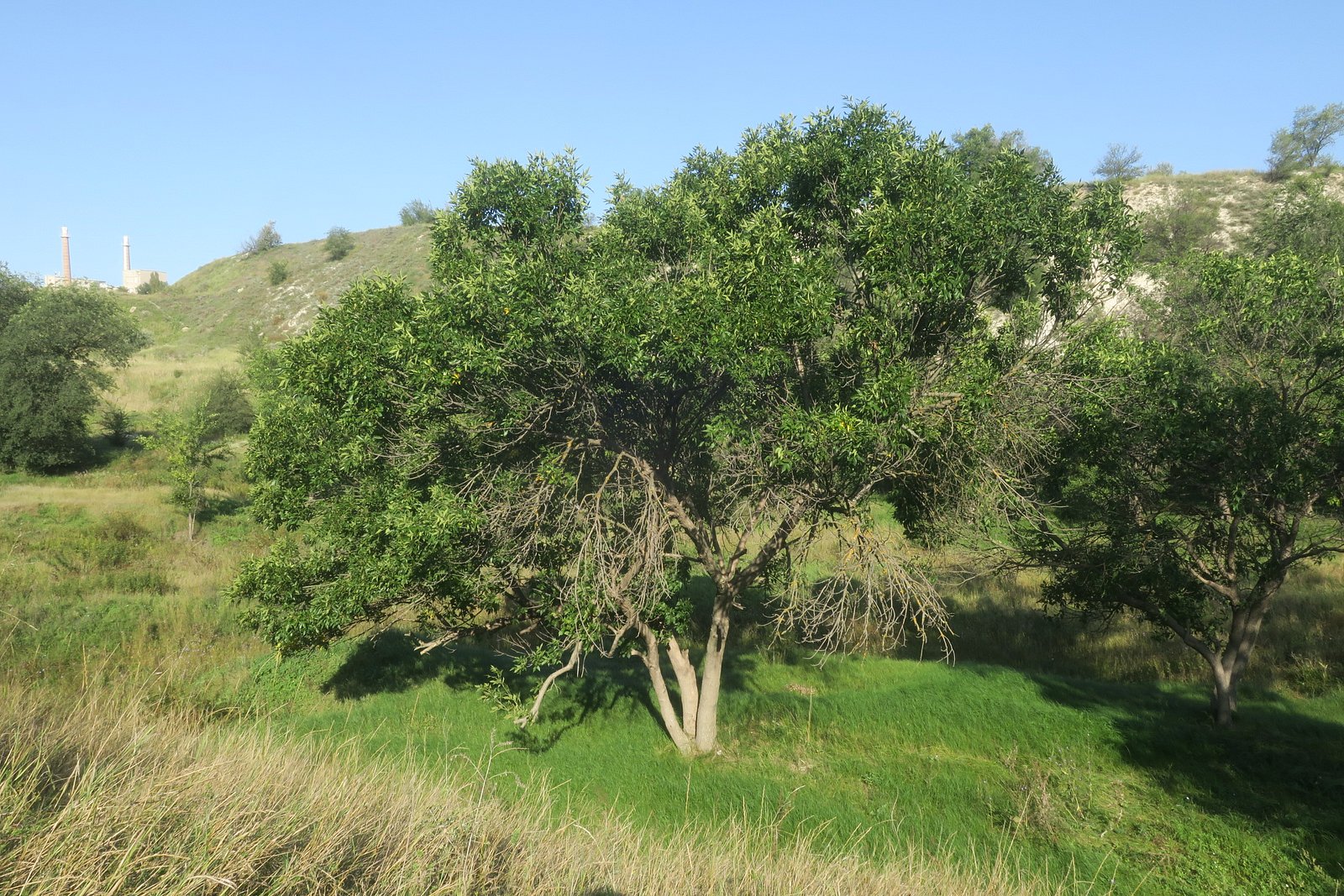 Мощинский Яр, image of landscape/habitat.