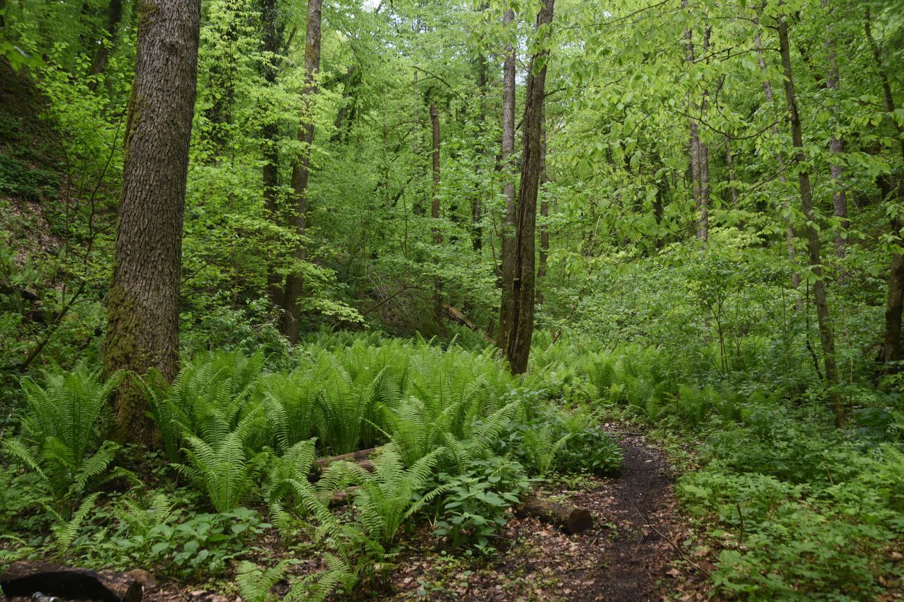 Долина реки Аминовка, image of landscape/habitat.