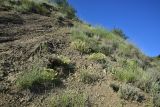 Окрестности села Гуркели, image of landscape/habitat.