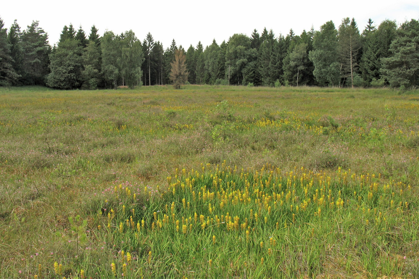 Dwingelderveld, изображение ландшафта.