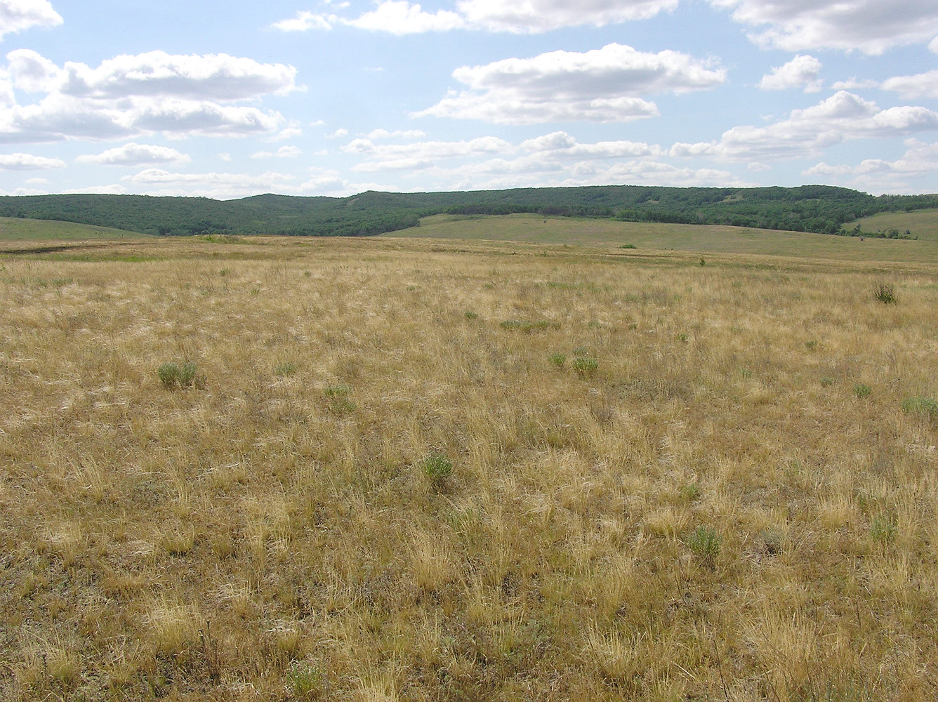 Разбойщина, image of landscape/habitat.