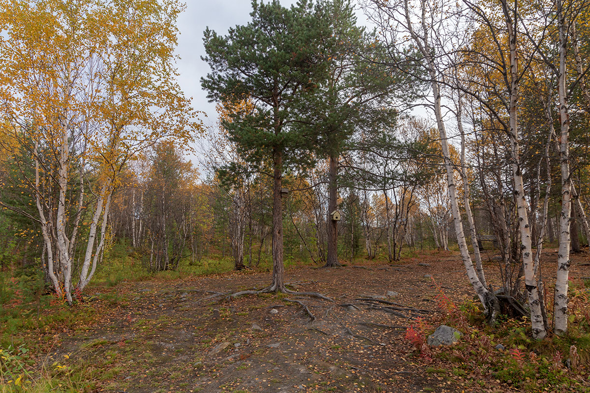 Мурманск, image of landscape/habitat.