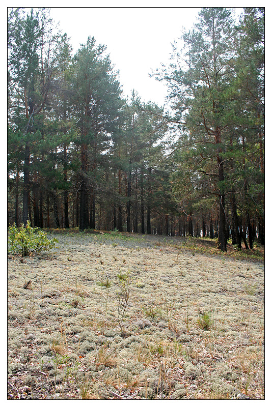 Саралы, image of landscape/habitat.
