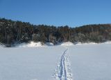 Большой бор, image of landscape/habitat.