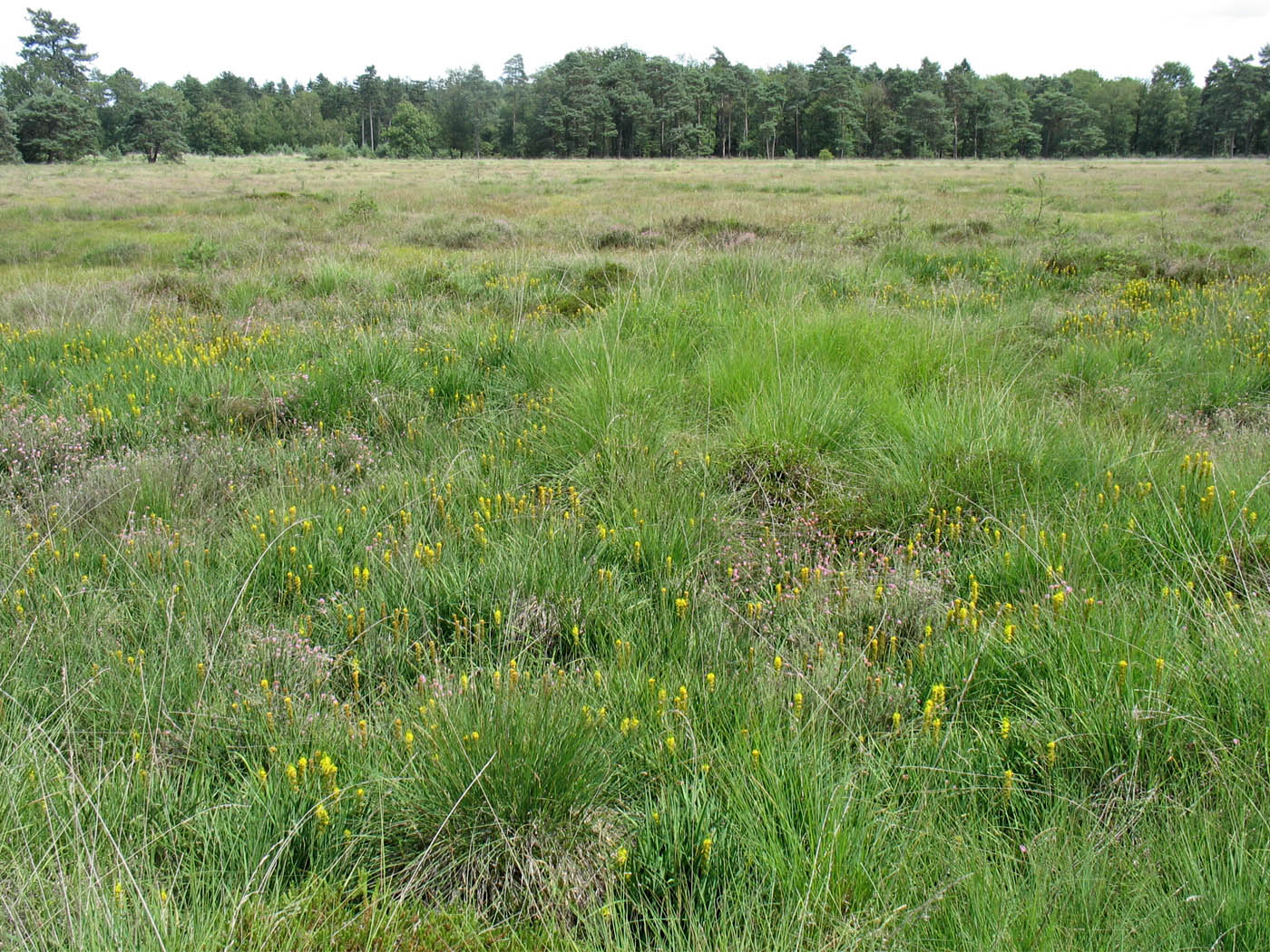 Dwingelderveld, image of landscape/habitat.
