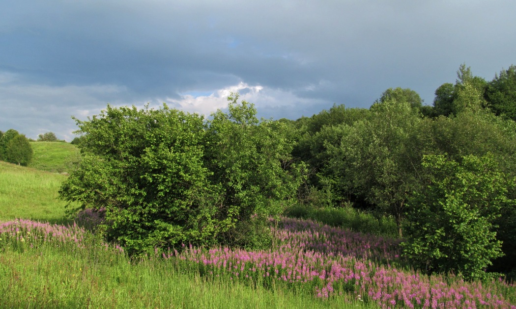 Смоленск, image of landscape/habitat.