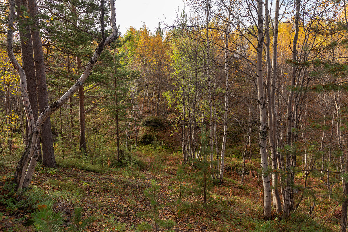 Мурманск, image of landscape/habitat.