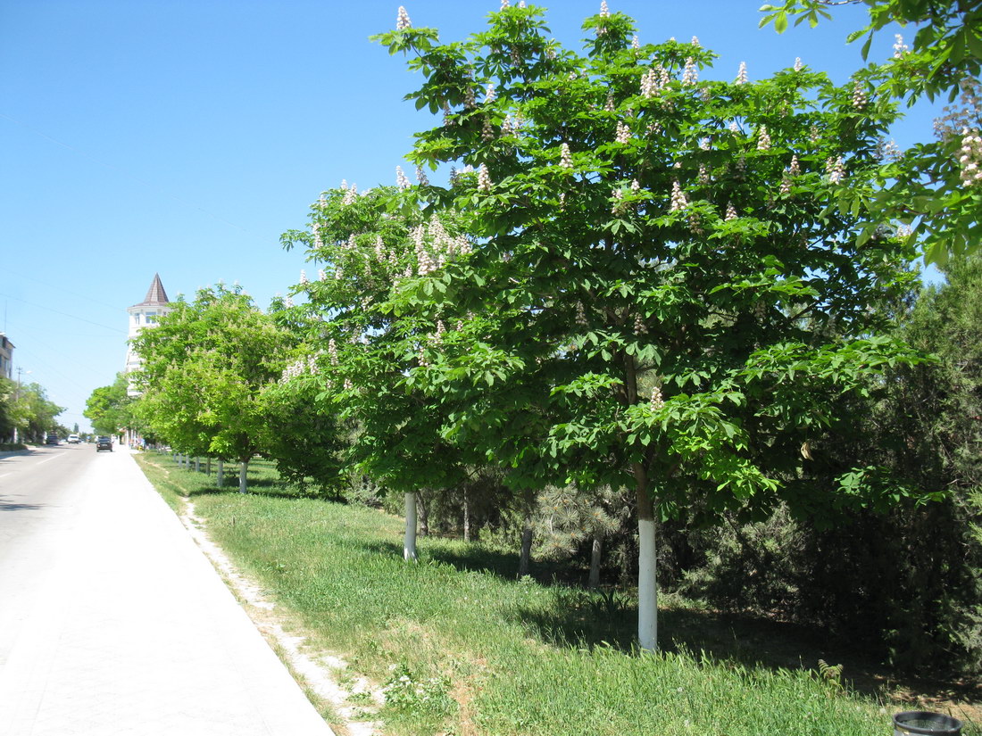 Черноморское, image of landscape/habitat.