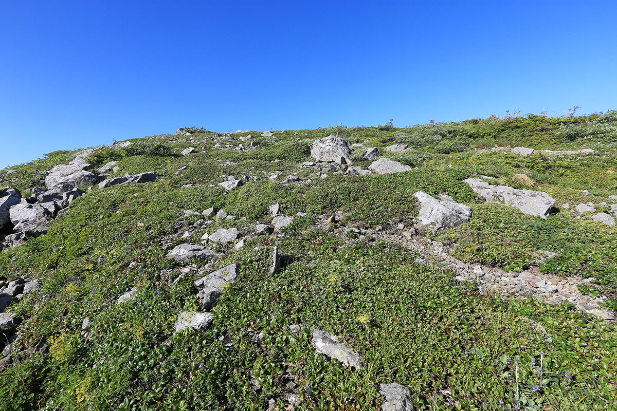 Гора Ольховая, image of landscape/habitat.