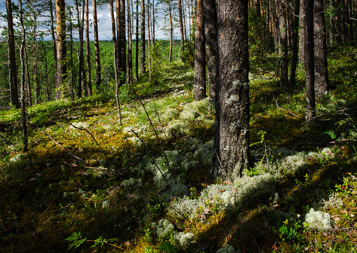 Мелехинский Камень и окрестности, image of landscape/habitat.