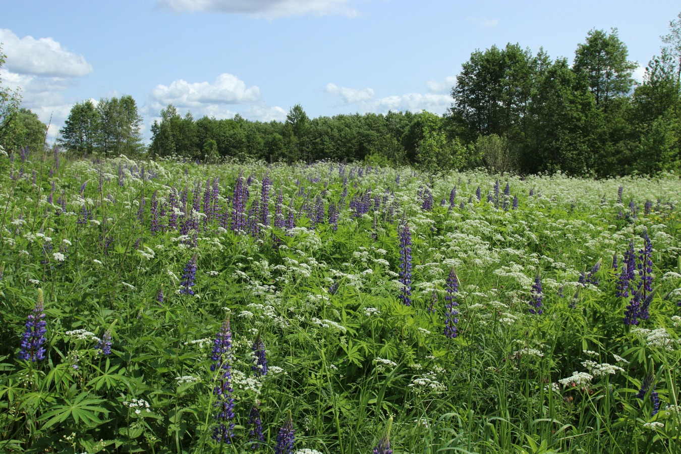 Езерище и окрестности, image of landscape/habitat.