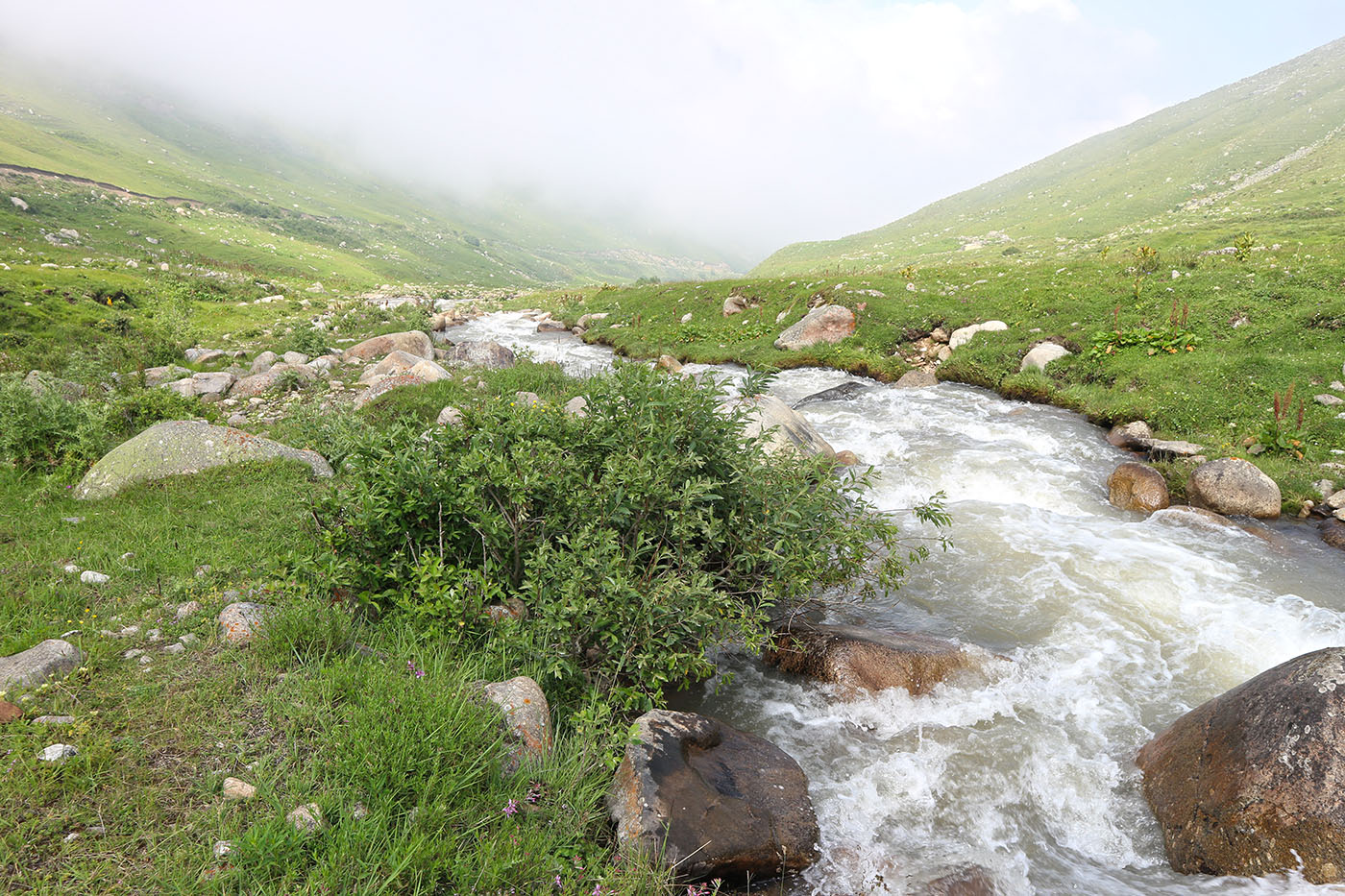 Чайнашки, image of landscape/habitat.