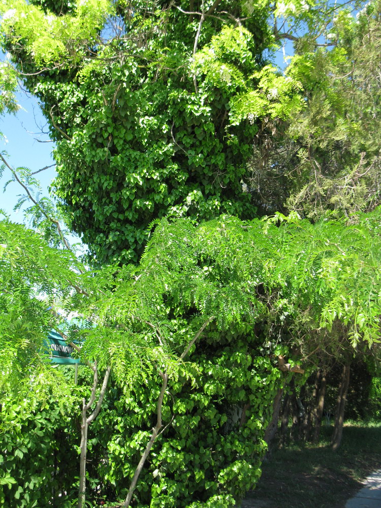 Черноморское, image of landscape/habitat.