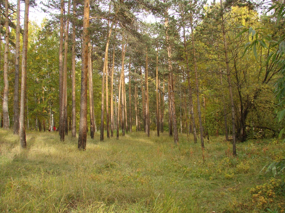 Город Иркутск, image of landscape/habitat.