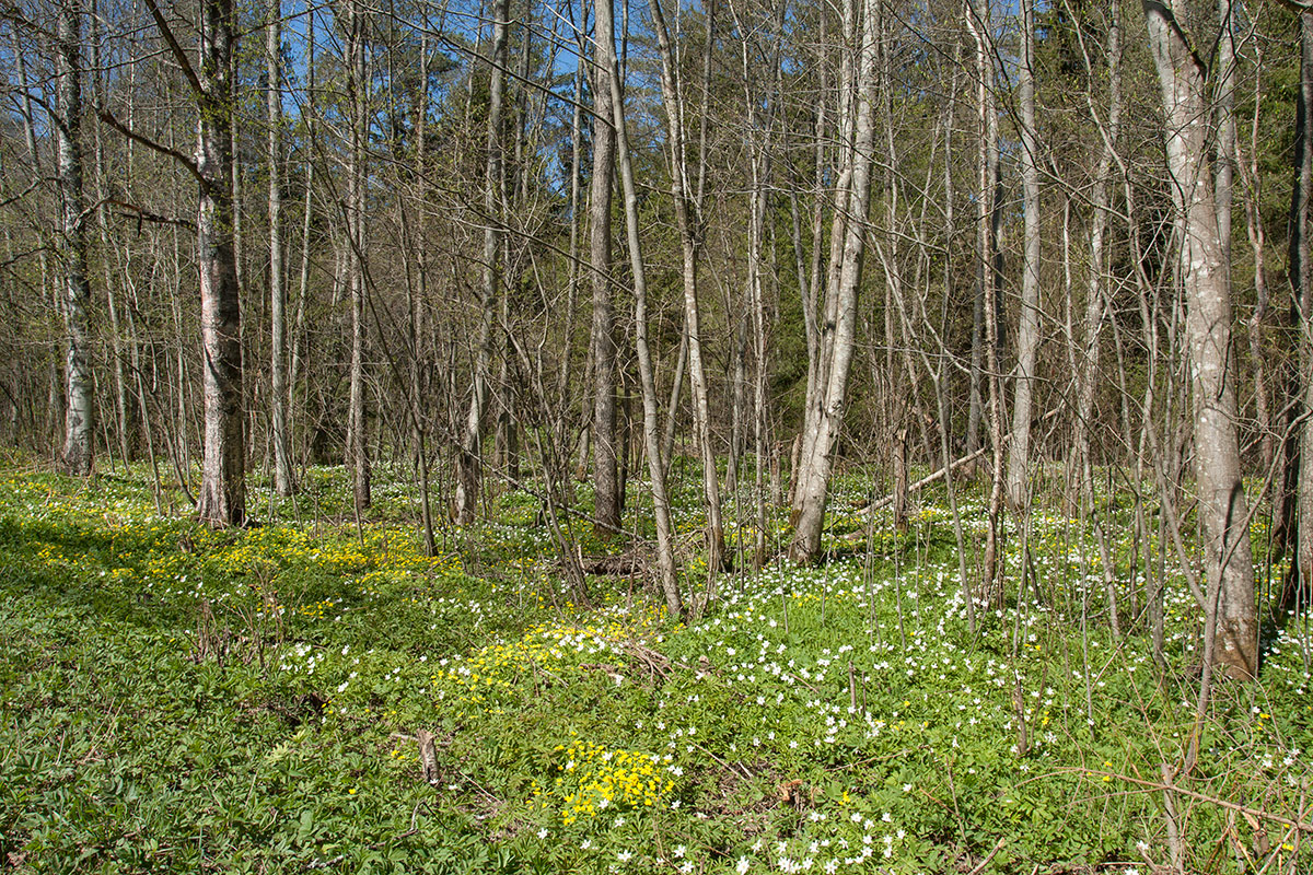 Окрестности Ливицы, image of landscape/habitat.