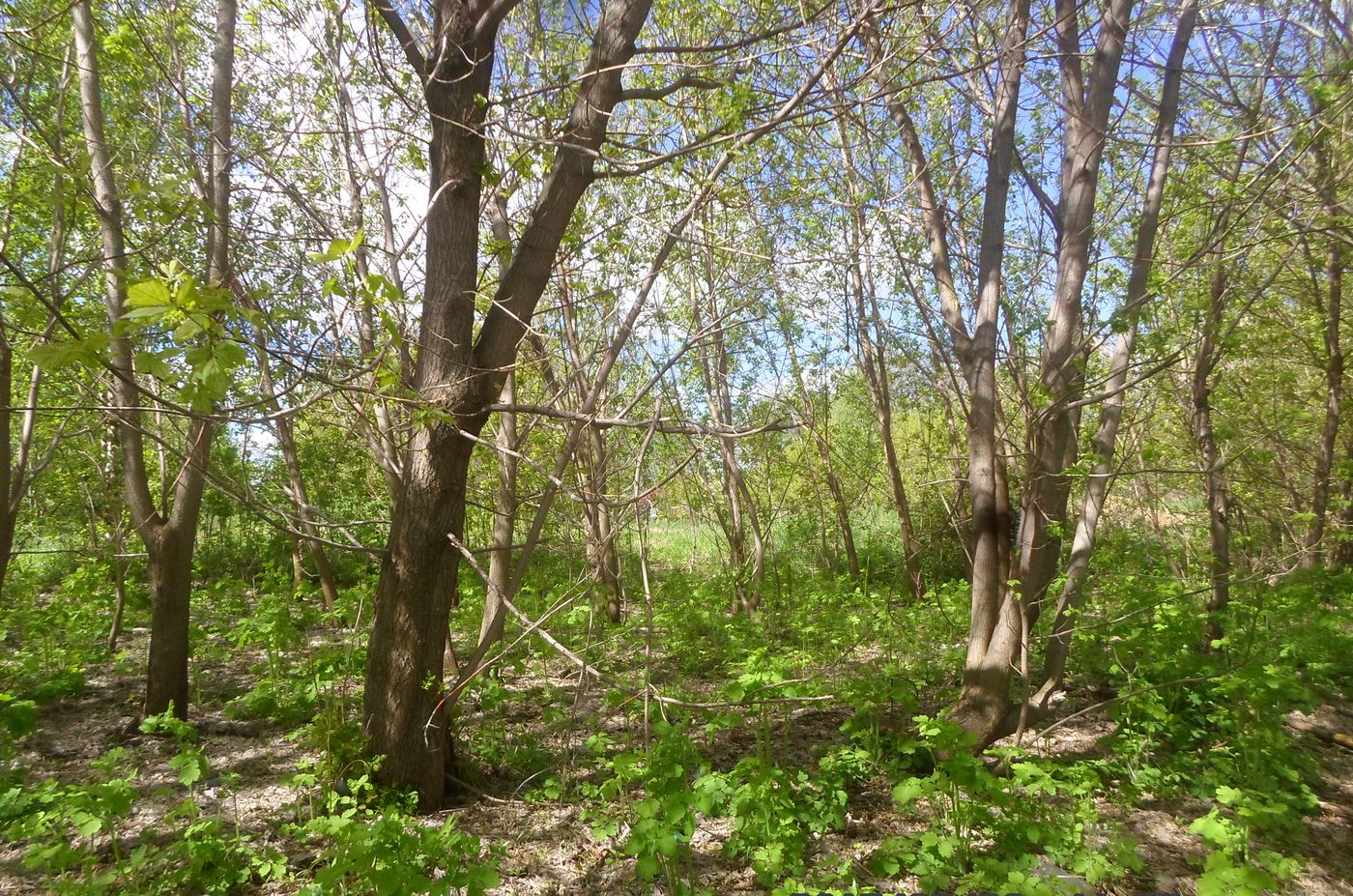 Весьегонск, image of landscape/habitat.