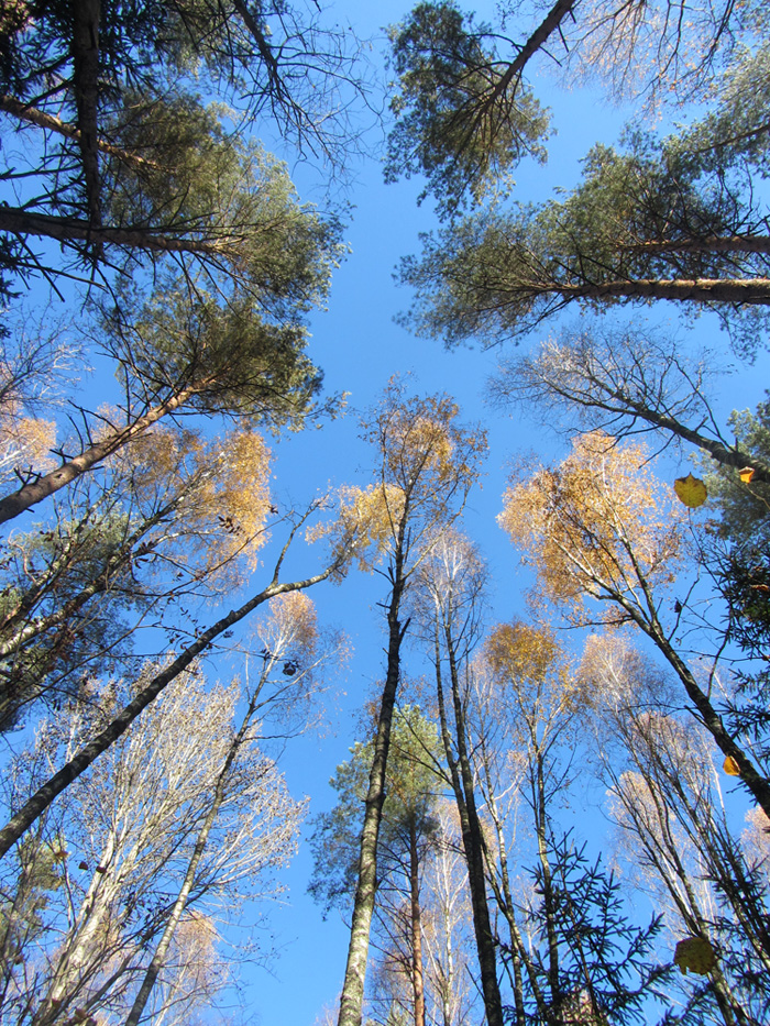 Колодищи и окрестности, image of landscape/habitat.