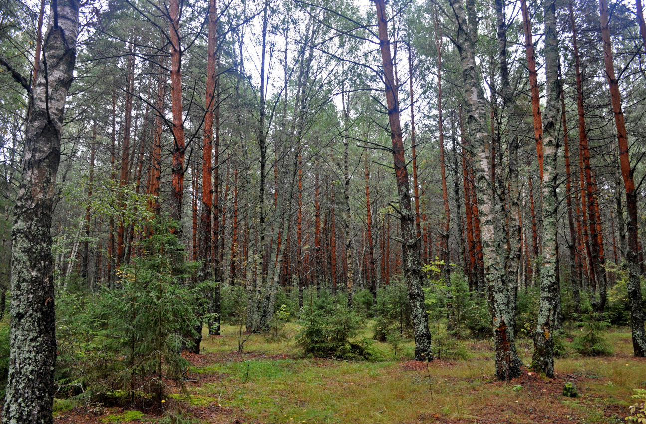 Окрестности села Кидекша, image of landscape/habitat.