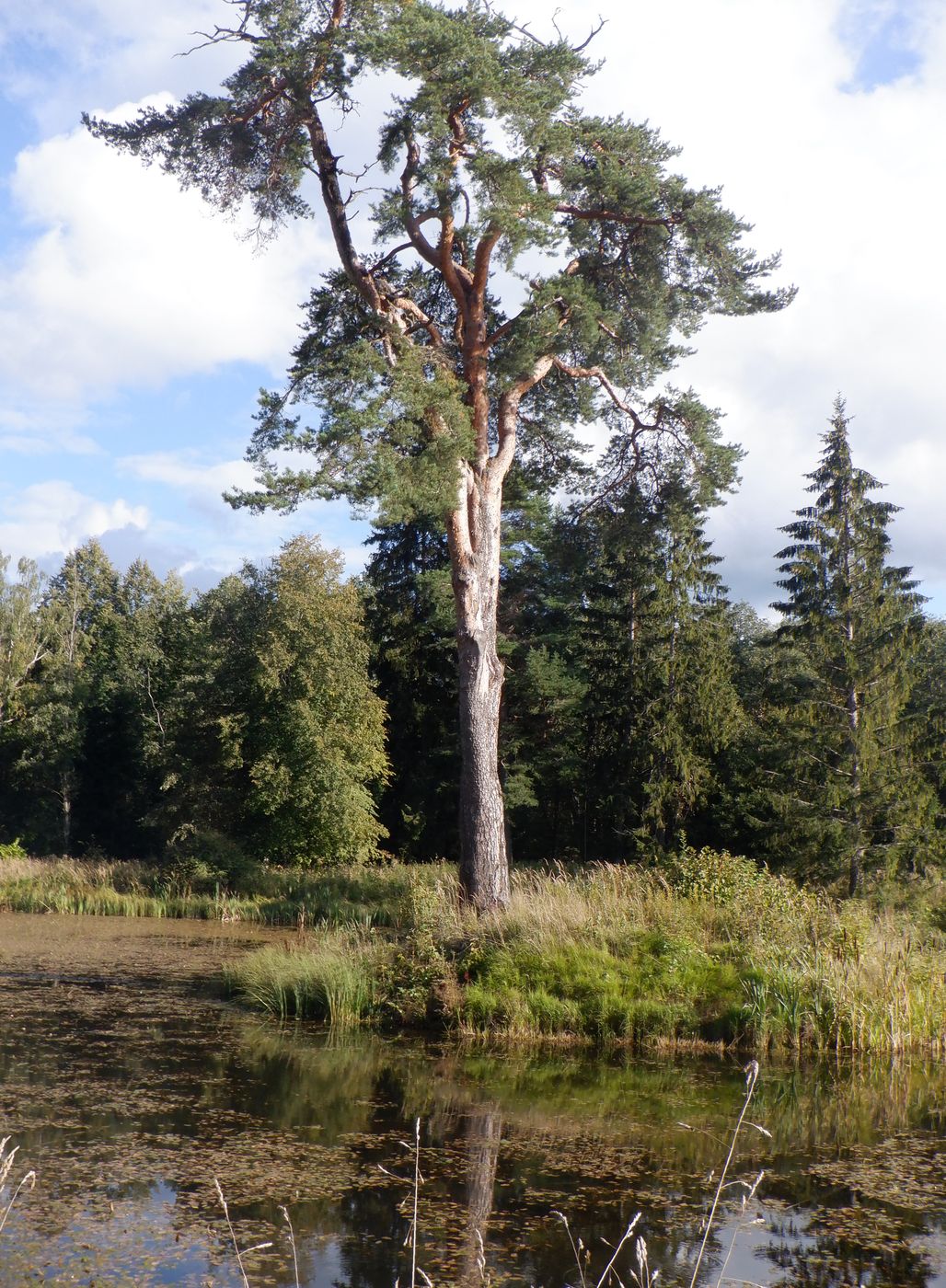 Знаменское-Раёк, image of landscape/habitat.