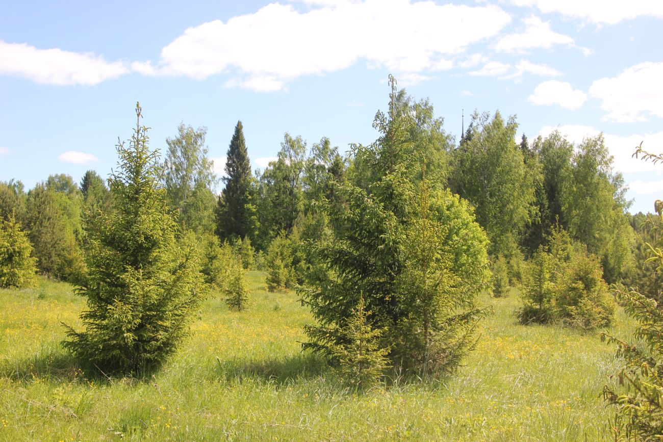 Окрестности Титово, image of landscape/habitat.