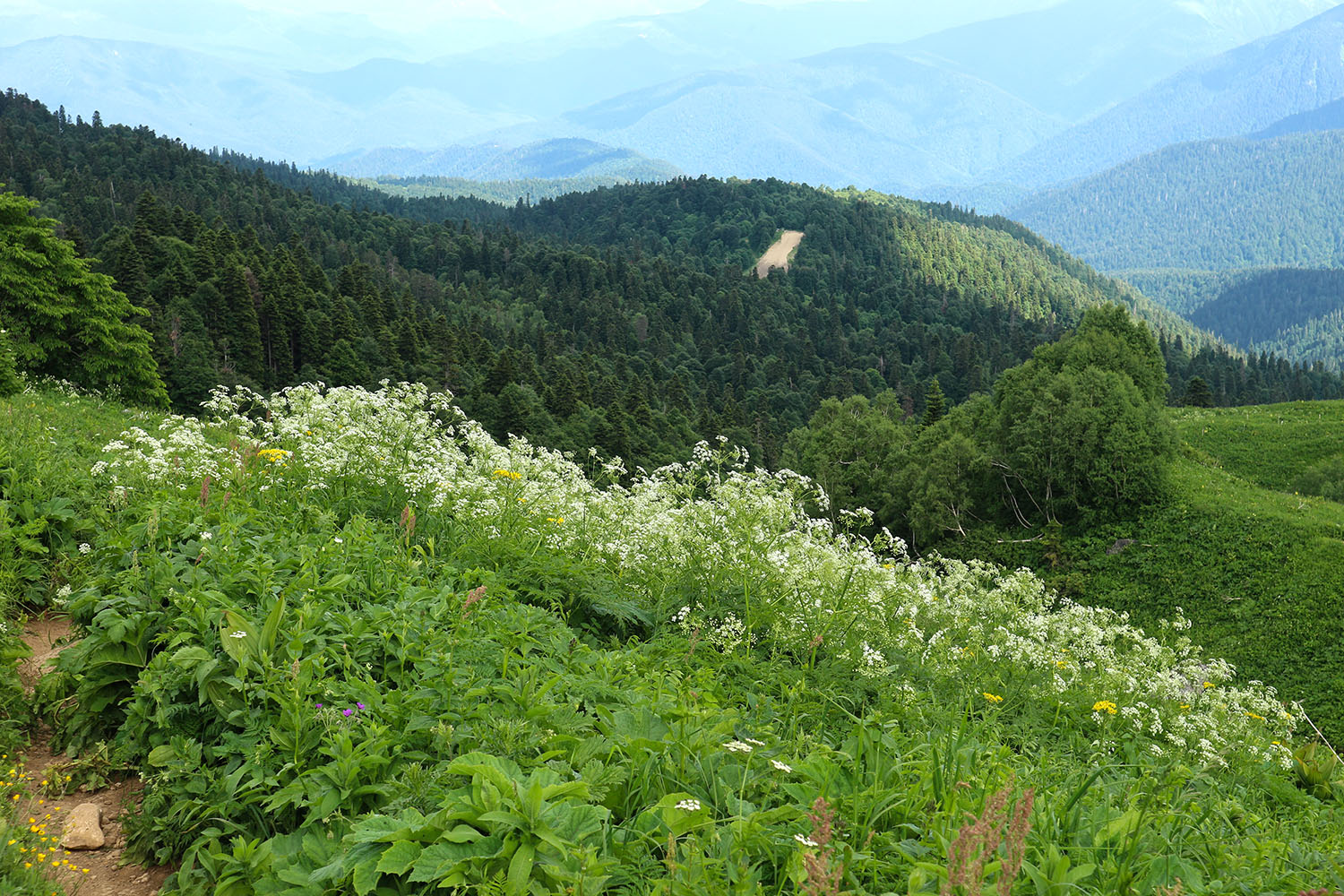 Яворова Поляна, изображение ландшафта.