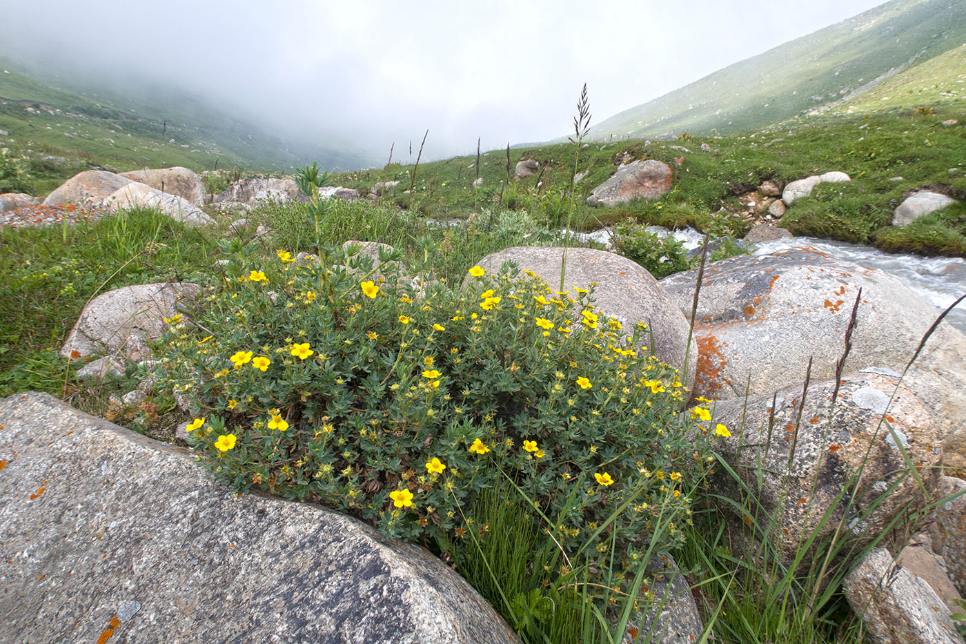 Чайнашки, image of landscape/habitat.