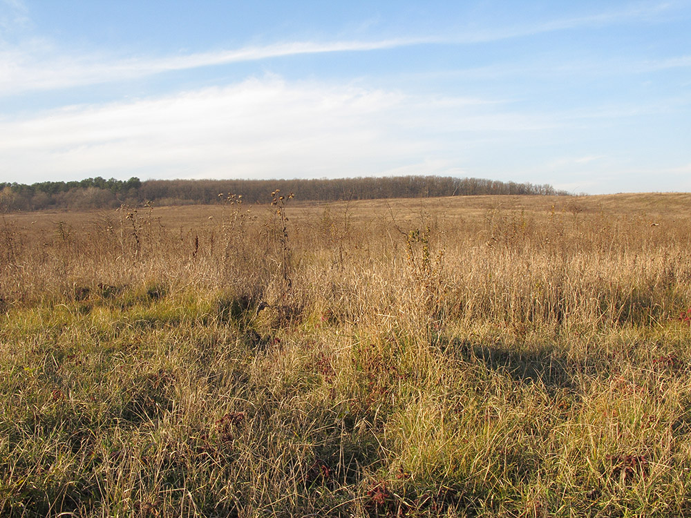 Близ хутора Верхнеадагум, image of landscape/habitat.