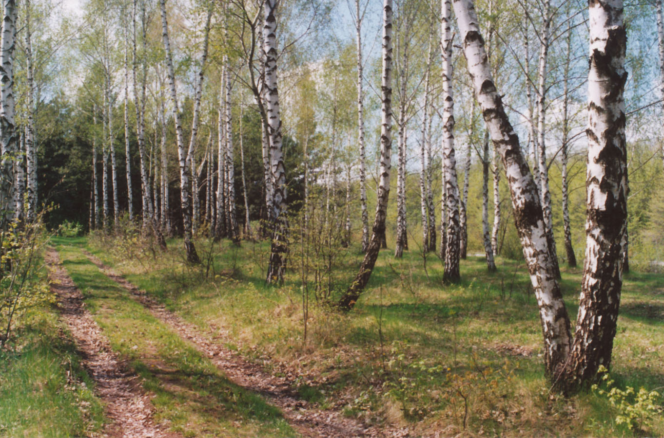 Дурлештский лес, image of landscape/habitat.